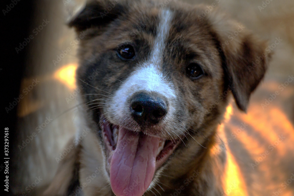 dog face, dog head young portrait in front view dog face, dog head young portrait in front view