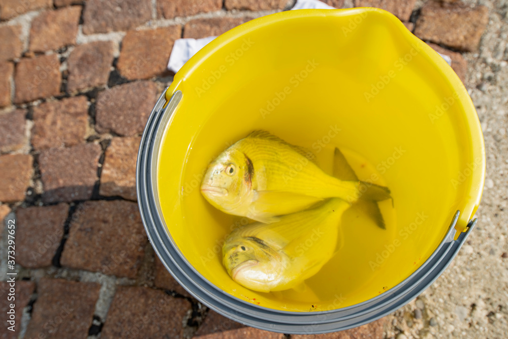 Dorado fish fishing in Italy