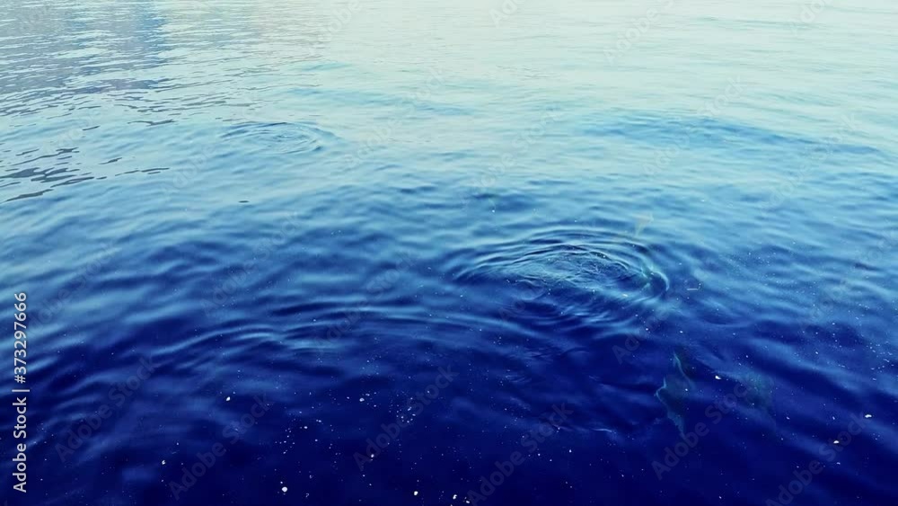 Pod Of Dolphin Swimming And Breaching On The Blue Sea. - aerial drone Pod Of Dolphin Swimming And Breaching On The Blue Sea. - aerial drone