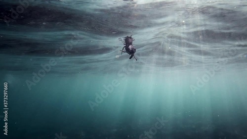 Sea Turtle Swimming Alone In The Ocean With Bright Sunrays Passing Through The Water.  - underwater