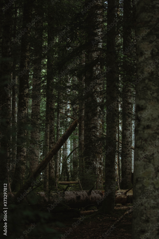 Fototapeta premium Bosque oscuro