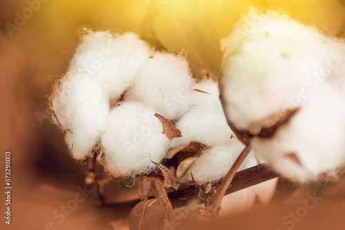 close-up of cotton plant flower in cotton field background with yellow sunset light © thanasak