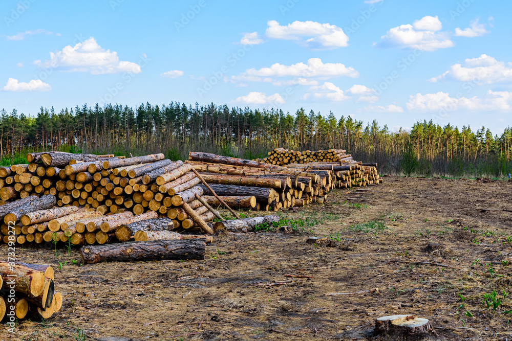 Stacked tree logs of pine wood in the forest. Forest felling. Timber storage