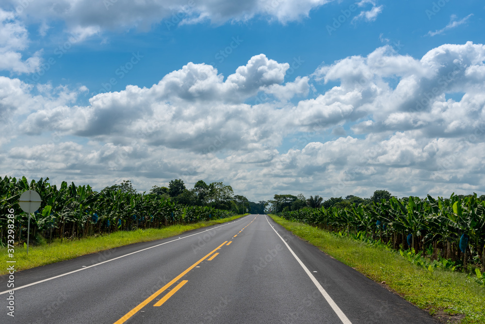 Two-lane asphalt road with banana plantations on both sides. Colombia.