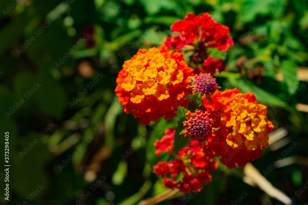 A red and yellow lantana camara A red and yellow lantana camara