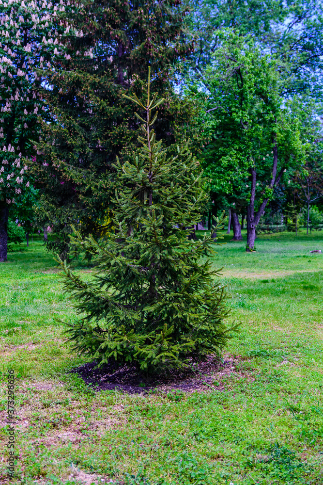 Young fir tree growing in a city park