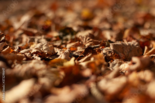 autumn leaves on the ground