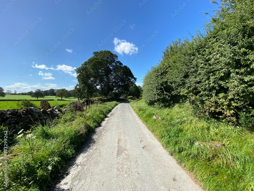 Country road, with grass verges, wild plants, fields and trees in the distance near, Hetton, Skipton, UK