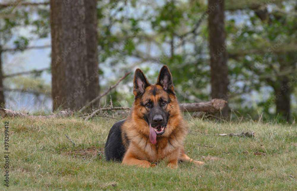 German Shepherd lying head-on in the grass looking directly at the camera.