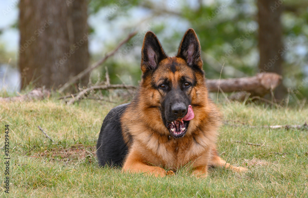 German Shepherd licking his mouth while looking at the camera. Lying on the grass facing the camera German Shepherd licking his mouth while looking at the camera. Lying on the grass facing the camera