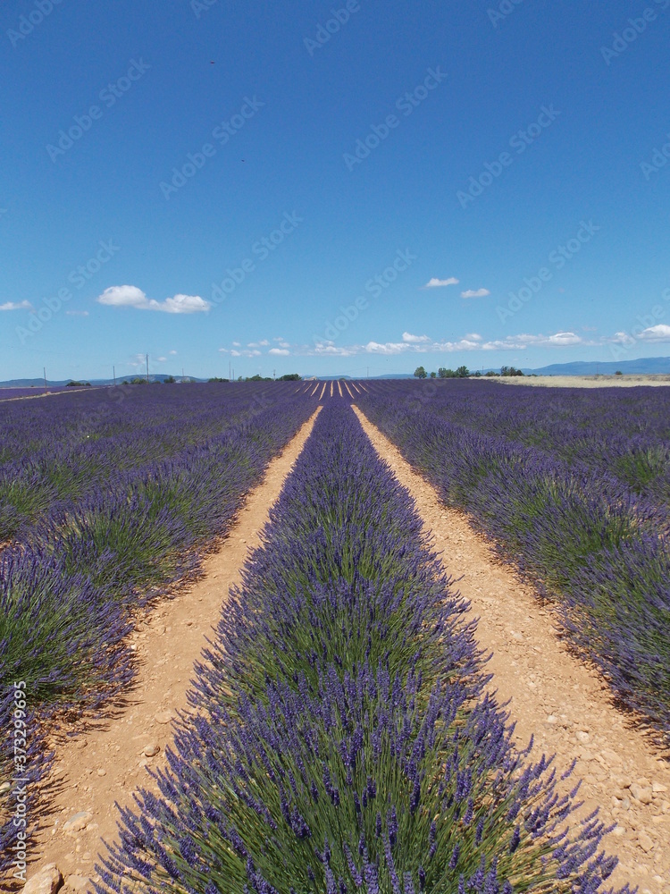 Obraz premium lavande