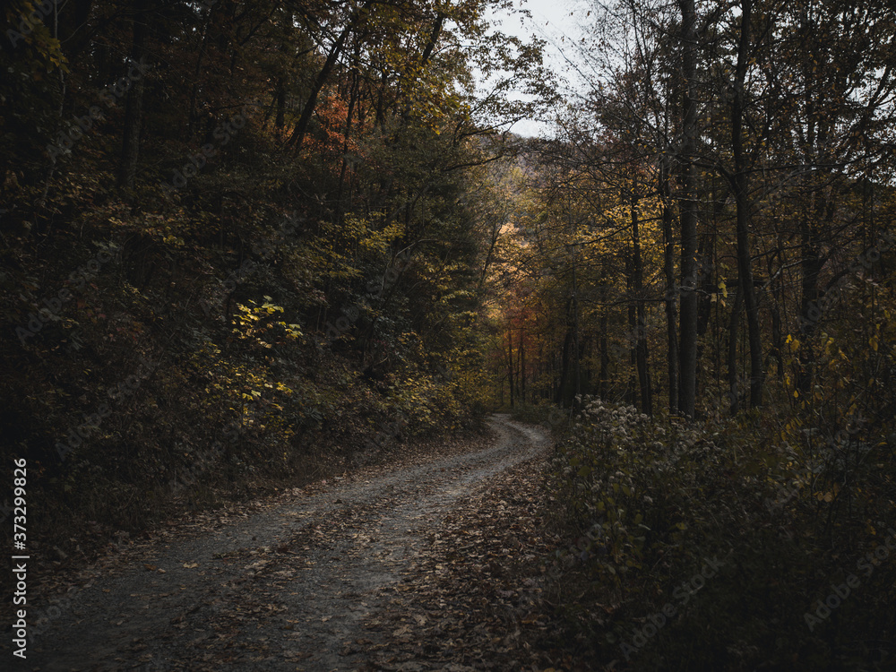 Obraz premium road in the woods