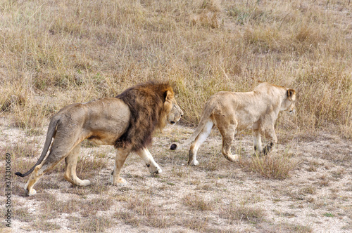 Lioness and lion coming one after the other.