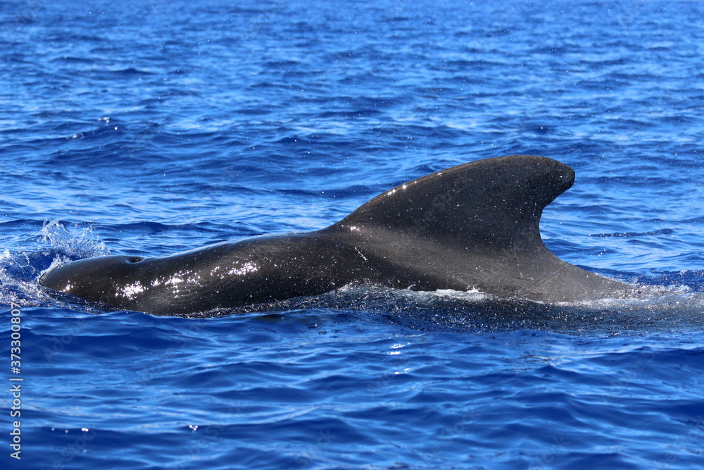 Naklejka premium Grindwal Rückenflosse