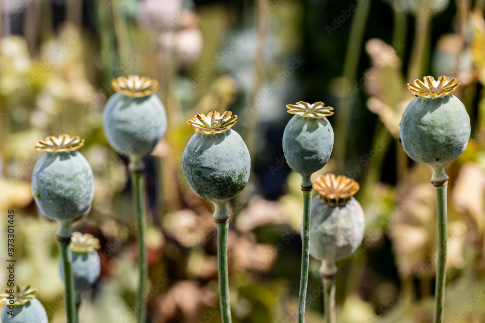 Poppy Seed Heads at the End of Flowering Poppy Seed Heads at the End of Flowering