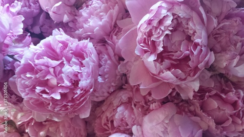 Konstfotografi peony pink