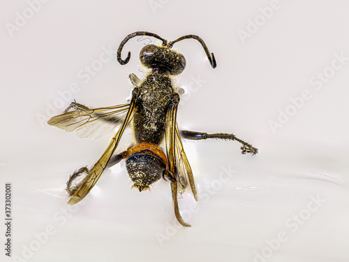 mason wasp in macro photography photo