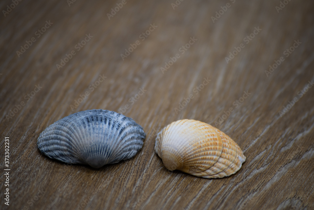 Two seashells on a laminate floor