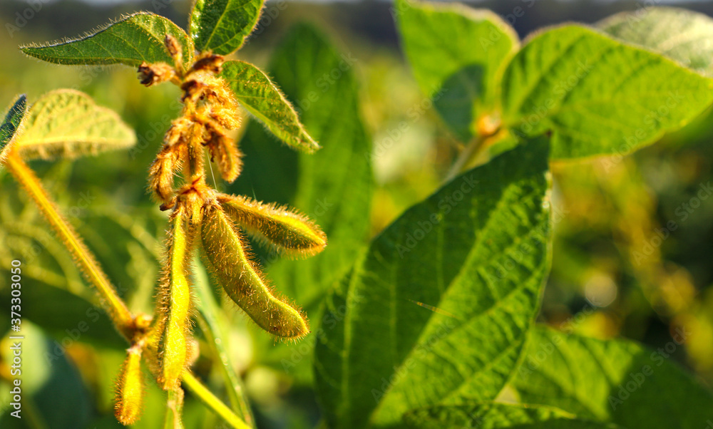 Young, still green soybean plantation, close up. Soybean plant. Soybean pods. Soybean field. Sunny summer day. Agriculture, the concept of a good harvest. Young, still green soybean plantation, close up. Soybean plant. Soybean pods. Soybean field. Sunny summer day. Agriculture, the concept of a good harvest.