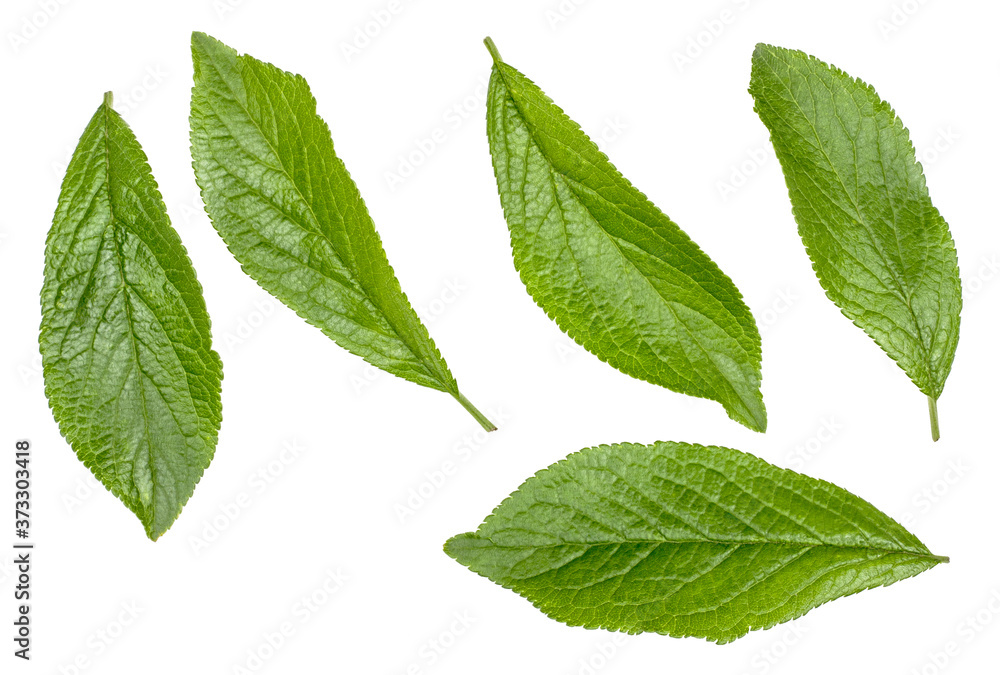 Green leaves of plum isolated on white Green leaves of plum isolated on white
