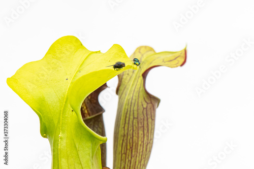 Flies on sarracenia photo