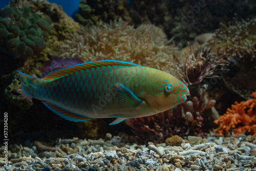 Parrot fish in coral reefs © DS light photography