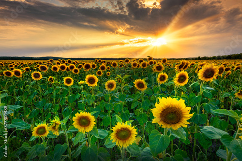Beautiful sunset over sunflower field