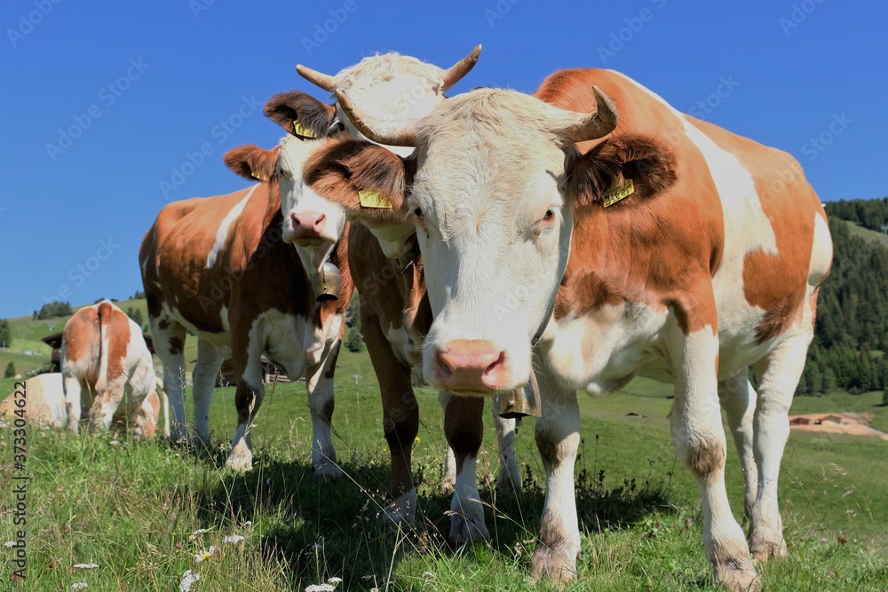 curious cows