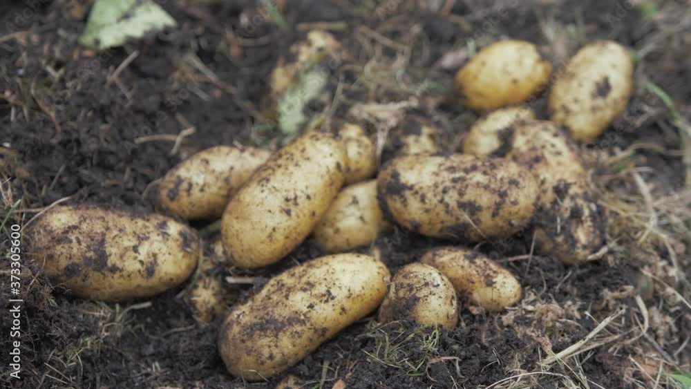 Organically grown potatoes piling up 4k Organically grown potatoes piling up 4k