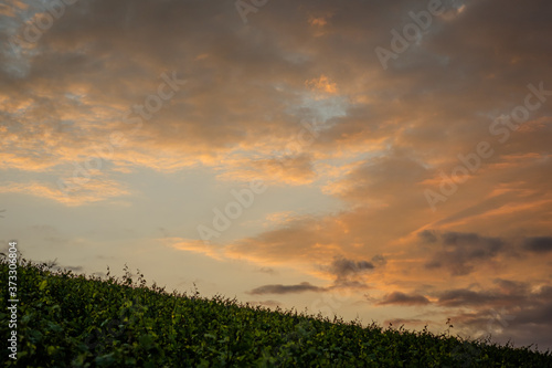 Dawn with clouds in the sky and vines