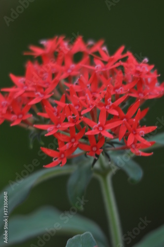 red flowers and green leaves in my garden ,Kerala India .