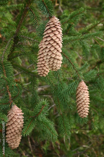 Spruce pine cones