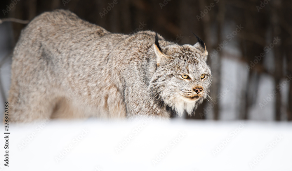 Fototapeta premium Canadian lynx in the wild