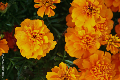 Marigold