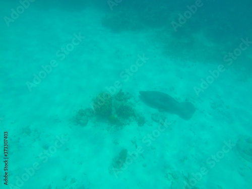 Fotografie Breathtaking shot of an underwater landscape with tropical fishes in Caye Caulke
