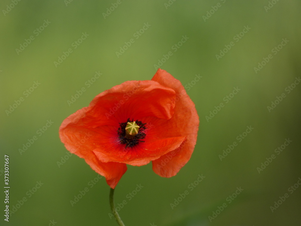 Field poppy (Papaver rhoeas) - close up of red poppy flower on green background Field poppy (Papaver rhoeas) - close up of red poppy flower on green background