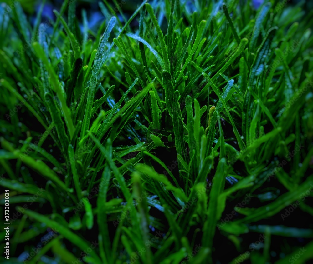 dew on grass dew on grass