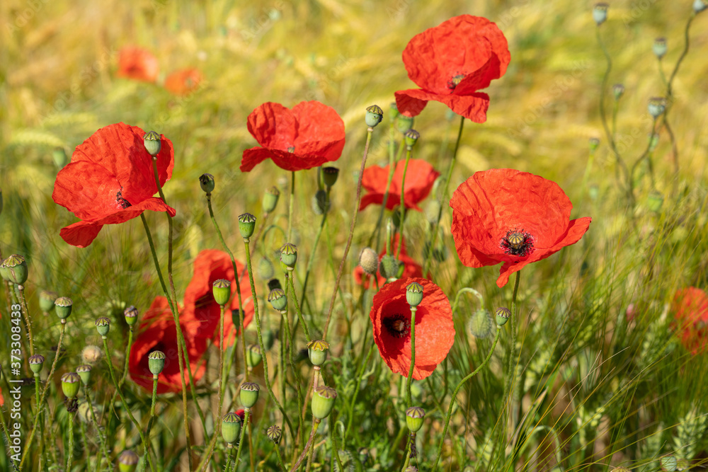 Fototapeta premium Corn field with poppies