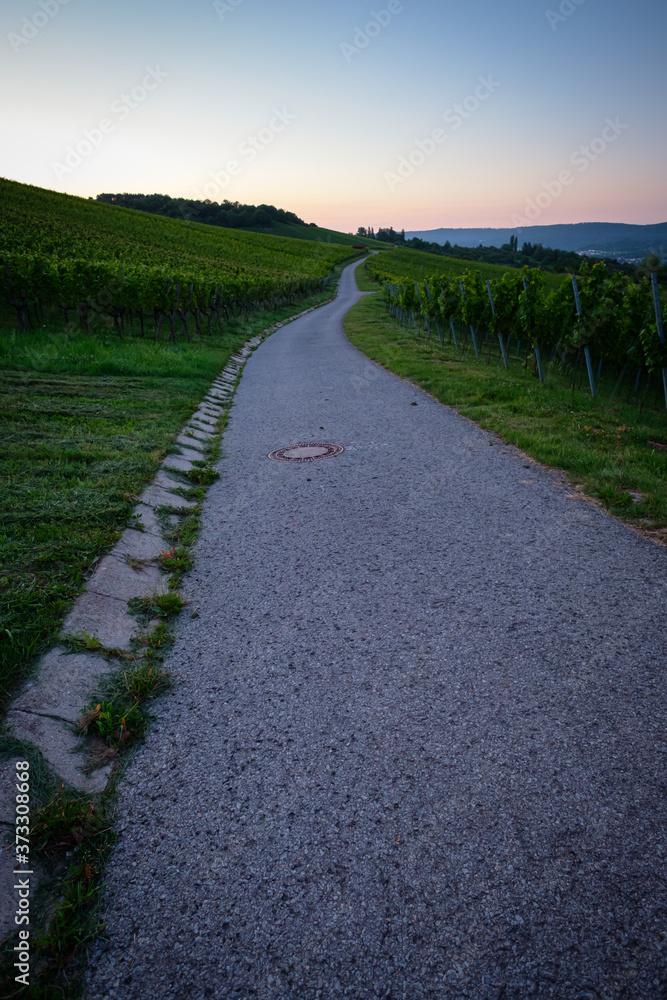 Road in vineyard in dawn sky