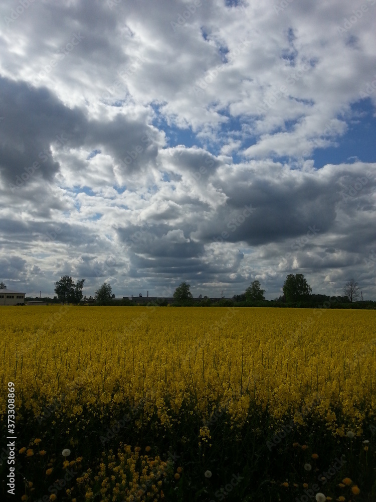 Obraz premium field of rape