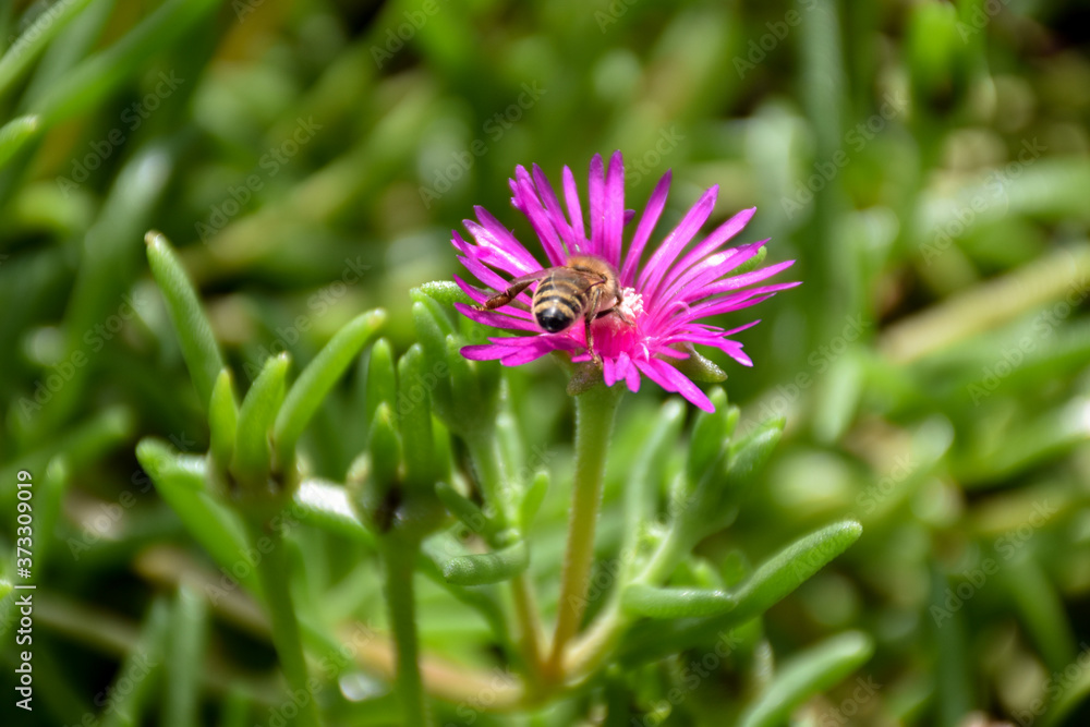 Obraz premium Honey bee on single pink flower Aster alpinus (family: Asteraceae) in the green garden