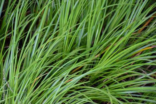 Closeup view of Acorus gramineus Variegatus plant with a grassy appearance, natural background