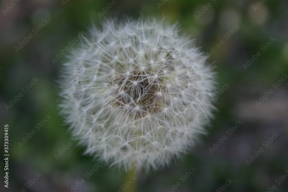 Fototapeta premium Dandelion Wish