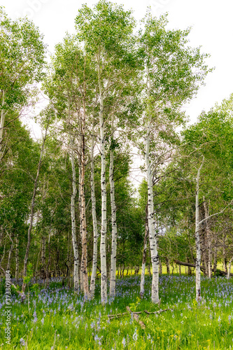 Small grove of Aspen trees and wildflowers