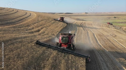 Harvesting wheat grain