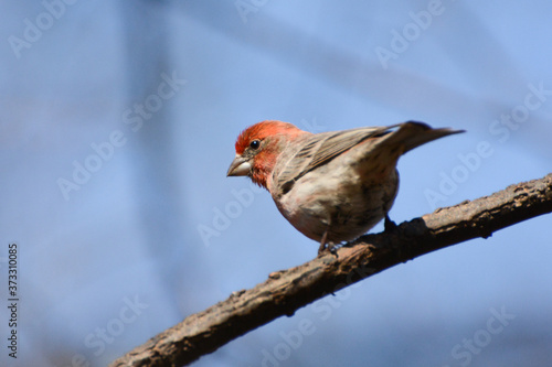 Bright red bird (House Finch) perches on a branch in Central Park Ramble in New York City