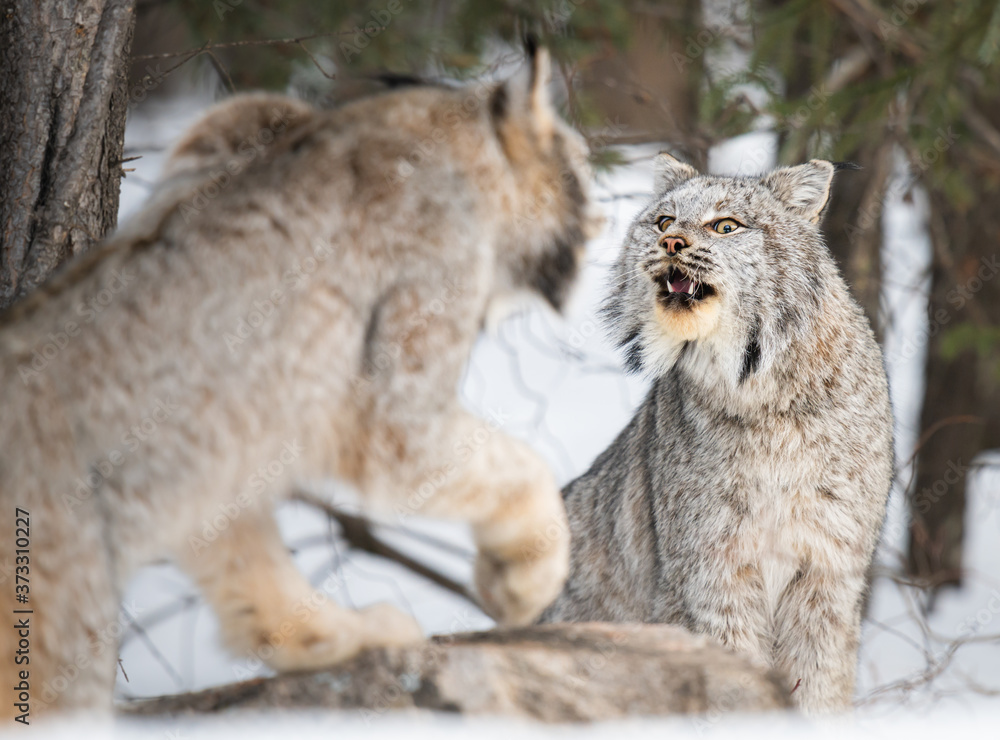 Canadian lynx in the wild Canadian lynx in the wild