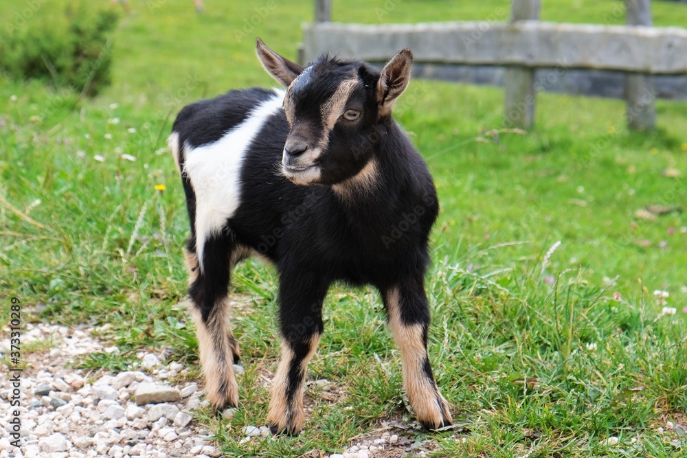 baby goat on the grass