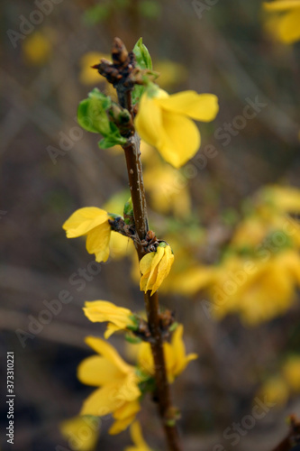 Wallpaper Mural Forsynthia Torontodigital.ca