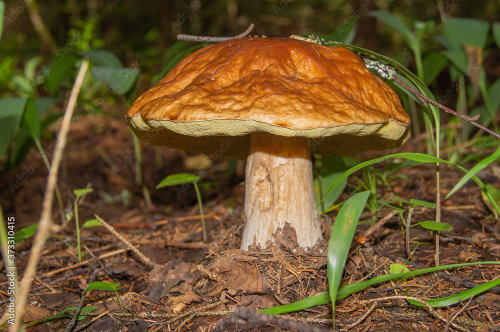 Selective focus on white mushroom on green grass. Selective focus on white mushroom on green grass.